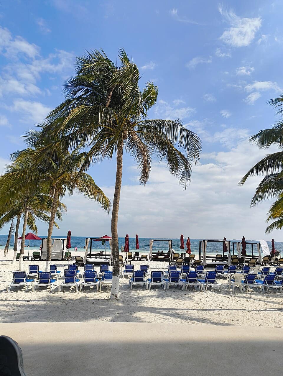 Palms and beach loungers — playa langosta, 2025